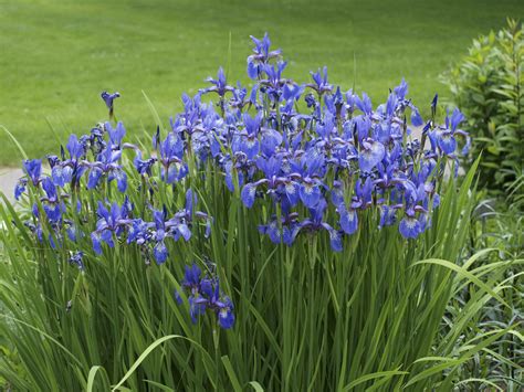 iris planta - cuna de moises planta